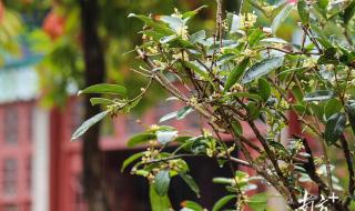 烟雨江湖桂花糕配方